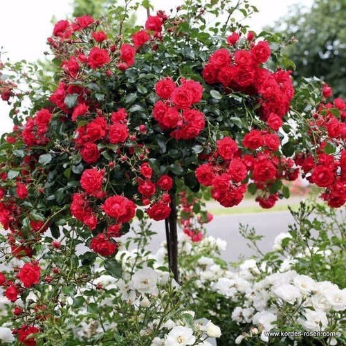 Штамбовая роза: аристократка в вашем саду 