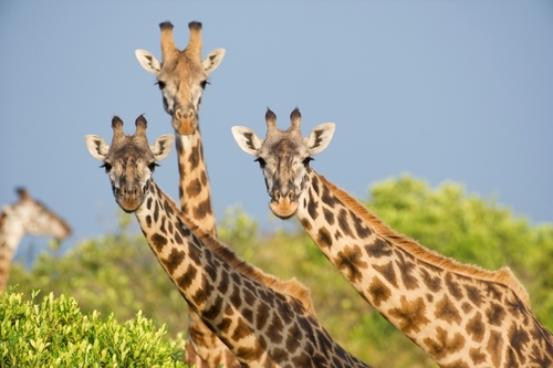 Почему у жирафа длинная шея?