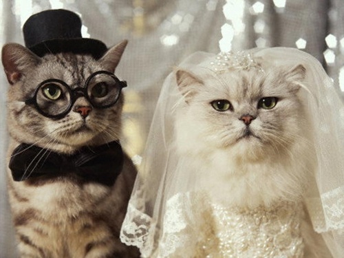 Канадская пара пригласила на свадьбу более тысячи кошек