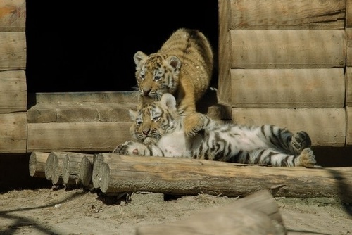 В Feldman Ecopark родились амурские тигрята(ФОТО)
