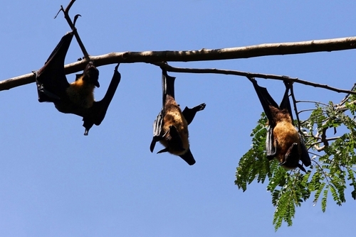 В Австралии  из-за летучих лисиц ввели чрезвычайное положение 