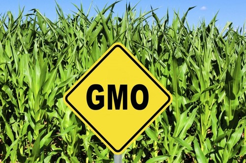 Украинские продавцы еды могут не сообщать о ГМО
