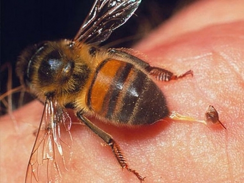 Что можно и что нельзя делать при укусе пчелы