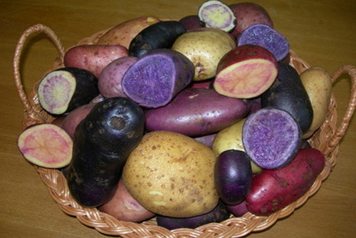 Ученые вывели полезную цветную картошку