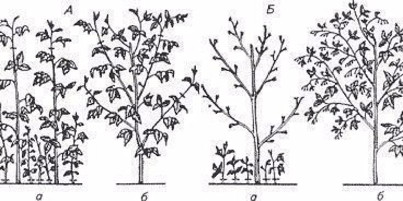 Как формировать малиновое дерево