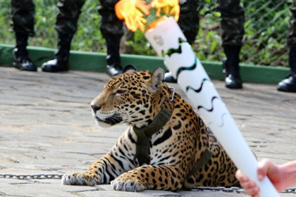 В Бразилии застрелили ягуара, присутствующего на эстафете олимпийского огня 