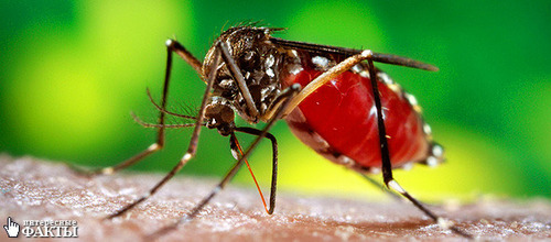 Почему нас так любят комары?