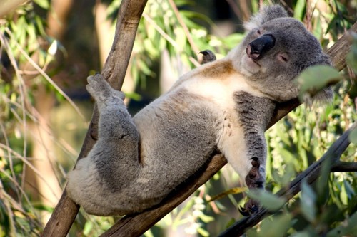 В Австралии коала "выселила" людей из дома