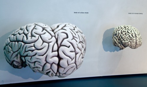 Что приводит к уменьшению размера мозга?