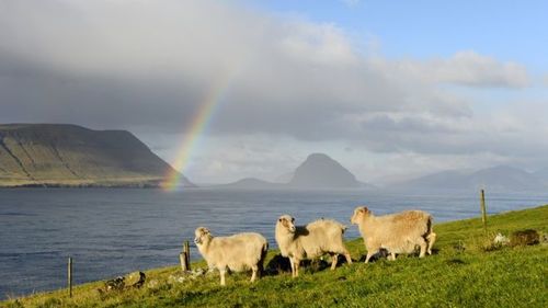 На Фарерских островах овцы помогают людям наполнять Google Street View