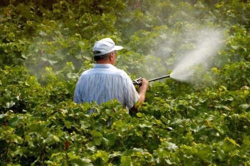 Натуральные пестициды для вашего сада