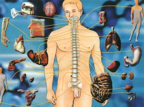Связь внутренних органов человека с участками кожи