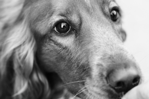 Верность: связь между собакой и ее хозяином