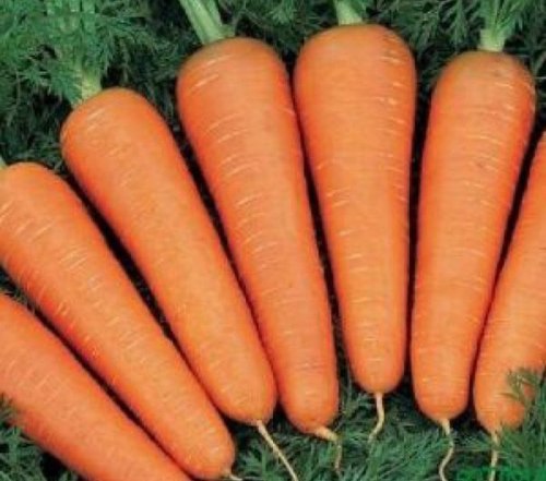 Как хранить морковь в домашних условиях до нового урожая