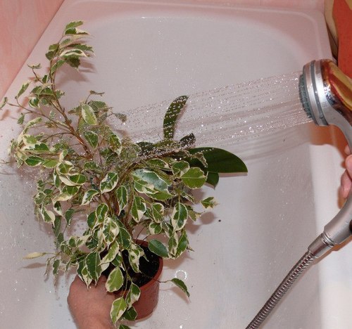 Горячий душ для растений
