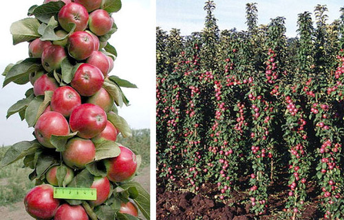 Выращивание колоновидной яблони: секреты урожая