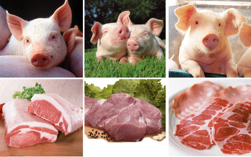 11 причин, почему мусульмане не едят свинину