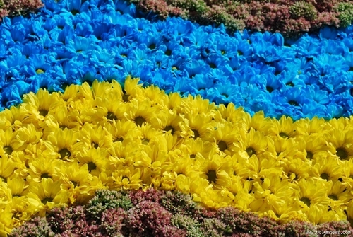В Харькове соберут флаг из цветов для Книги рекордов Гиннеса