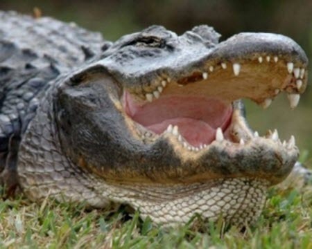 Австралиец трое суток прятался от крокодила