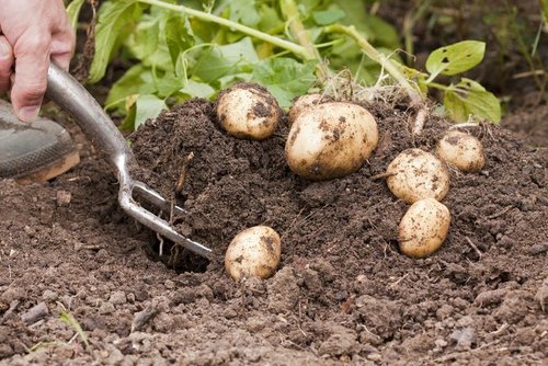 Плохой урожай картофеля: причины и решения проблемы