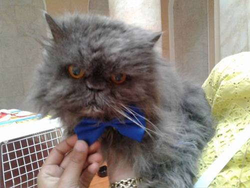В Одессе умер самый старый кот Украины 