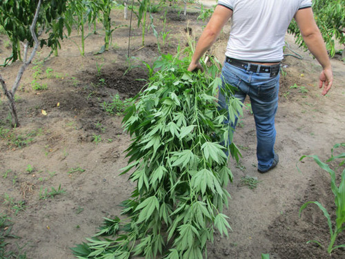 85-ти летняя харьковчанка выращивала в своем дворе плантацию конопли