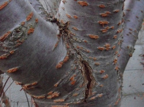 Чем лечить поврежденную кору у плодовых деревьев