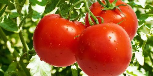 Полезные свойства томатов, о которых вы не знали