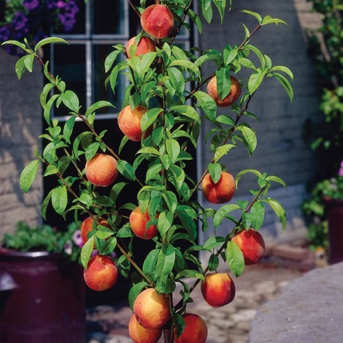 Как правильно разместить плодовые деревья на садовом участке