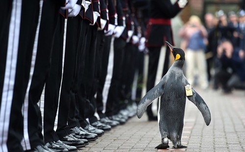 Шотландский пингвин стал генералом норвежской гвардии