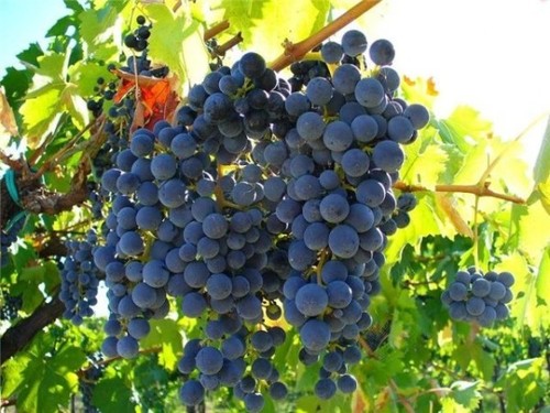 Продукт месяца: сорт винограда Изабелла