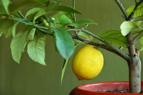 Лимон: выращиваем из косточки