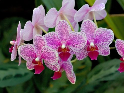 Начинающему орхидеисту. Инструкция от А до Я