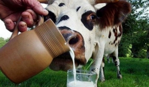 Проект по производству молока без участия коров