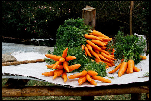 Хранение моркови зимой 