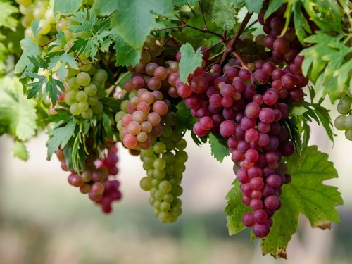 Шесть полезных свойств винограда