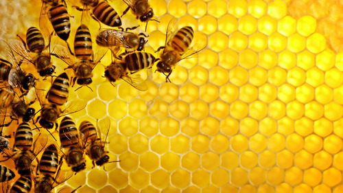 Украинцы научились добывать мед из закрытых ульев