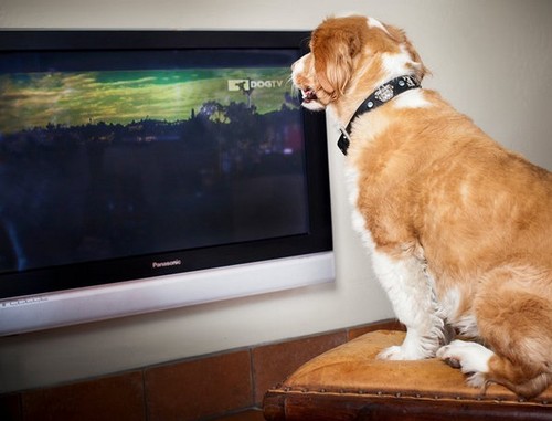 Собаки видят по телевизору - ученые