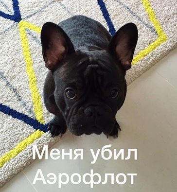 Российская авиакомпания убила собаку 