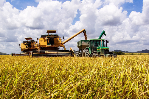 100 крупнейших аграрных компаний Украины, выращивающих зерновые культуры