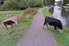   Google скрыл морду коровы в целях приватности животного