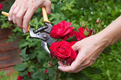 Как правильно ухаживать за розами осенью