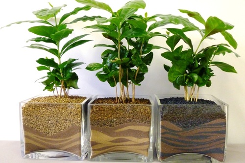 Экзотика на подоконнике: выращиваем кофейное дерево 