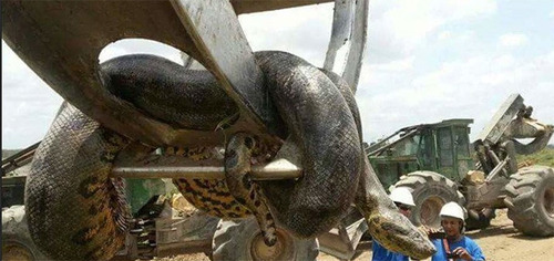 В Бразилии обнаружили 10-метровую анаконду 