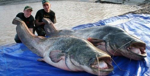 ТОП-10 Самые большие пресноводные рыбы в мире, которых посчастливилось поймать
