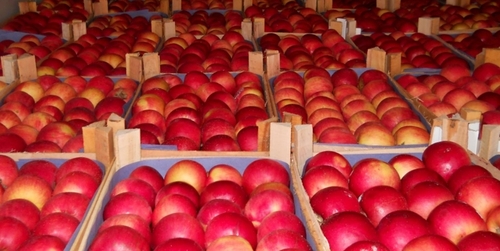 Беларусь продала России яблок в 5 раз больше, чем вырастила