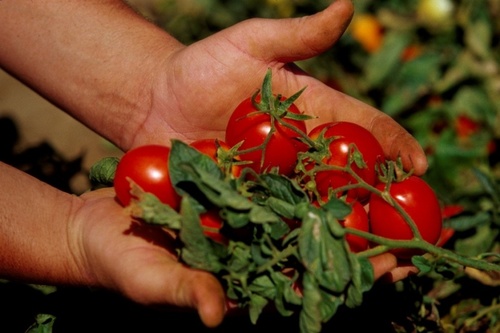 В Украину пришел помидорный кризис