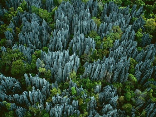  Чудеса природы: самый необычный каменный лес в мире (ФОТО)