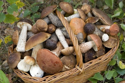 Как не отравиться грибами: советы врачей