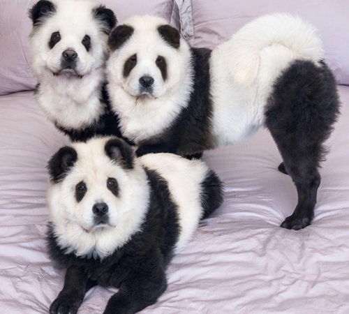 Фотографии домашних панд-собак произвели фурор в интернете
